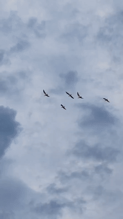Birds and sunlit waters observed under cloudy skies in Ankhimovo