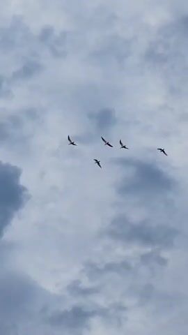 The video shows a flock of birds flying across a cloudy sky. The birds are silhouetted against the gray clouds, and they appear to be soaring through the air. There are approximately 5 birds in the frame. The clouds vary in size and density, creating a textured background. The lighting is subdued, emphasizing the gray and blue tones in the sky. The only other detail is a rumbling sound in the background.
