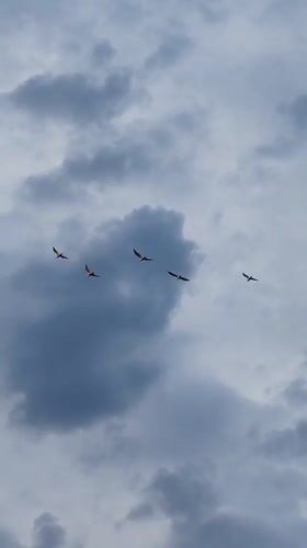 Birds and sunlit waters observed under cloudy skies in Ankhimovo