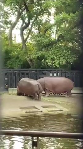 The video shows two hippopotamuses, one slightly smaller than the other, standing on a concrete platform next to a body of water in an enclosure at what appears to be a zoo. A low black metal fence separates the viewer from the enclosure. Green trees form a backdrop behind the hippos and the fence. The hippos are mostly stationary, although the smaller one seems to be nudging the ground near its feet. The water is murky, and its edge is close to the platform where the hippos stand.