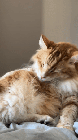 Cat grooming session documented in Strasbourg residential setting