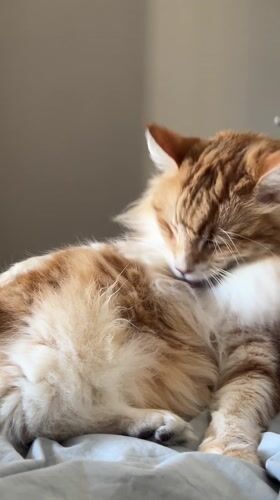 Cat grooming session documented in Strasbourg residential setting