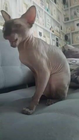 A hairless cat sits on a gray couch, its body hunched and its head tilted to the left. The cat's skin is wrinkled and its ears are large and pointed. In the background, a wall is covered in a patterned wallpaper featuring an assortment of cartoon-like drawings of cats and other objects. The lighting is dim.