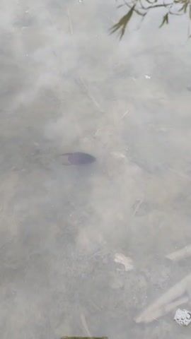 A dark, oval-shaped object with four legs or appendages is moving through shallow, murky water. The object is in focus and appears to be a water beetle. The water contains visible debris, including what appear to be twigs and leaves. The background is blurred but suggests vegetation.