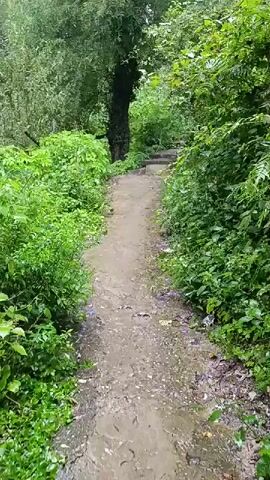 A dirt path winds through a lush green forest. The path is wet and appears muddy, with some scattered purple flowers. Tall trees with dense foliage line both sides of the path, creating a shaded canopy. In the distance, a set of concrete stairs ascends into the forest. The overall scene suggests a natural, outdoor environment, possibly after rain. There are no people or animals visible in the video.