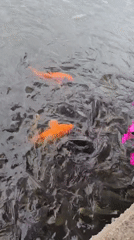 Koi pond and garden flowers on a summer afternoon
