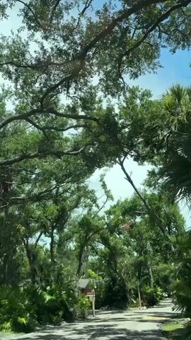 The video shows a low-angle, upward view of lush green trees with a bright blue sky visible through the branches. The camera appears to be moving forward, as indicated by the slight blurring of the foreground and the shifting perspective of the trees. Sunlight filters through the leaves, creating a dappled effect. In the lower portion of the frame, a paved road is visible, with some foliage and a small building on the left side. The overall impression is one of driving through a tree-lined street on a sunny day.