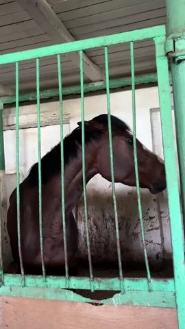 A brown horse with a black mane stands in a stable, visible through green metal bars. The horse's head is lowered, turned to its right. The stable walls are dirty white. The horse shifts its weight and turns its hindquarters to the viewer. The horse then turns its head back to the right. The scene is dimly lit.