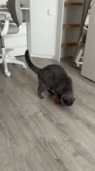 Cat plays, woman poses in Saint Petersburg apartment scenes