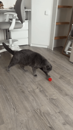Cat plays, woman poses in Saint Petersburg apartment scenes