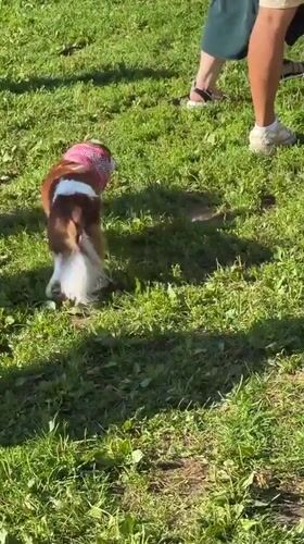 Cavalier King Charles Spaniel owner meetup in a Kazan park