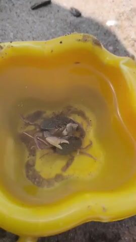 Two small crabs are visible in a yellow plastic toy bucket filled with water and sand. The bucket sits on a sandy surface. The crabs move around within the bucket, interacting with each other.