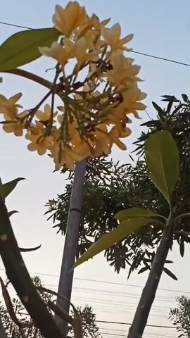 The video shows a close-up of a flowering plant with yellow flowers and green leaves. The flowers are clustered together on a branch. In the background, there are trees and a pole. There is also a red and white flag visible in the background. The sky is a pale blue, suggesting it may be sunrise or sunset. The camera is positioned low, looking up at the flowers. The video is very short and does not contain any discernible actions or interactions.