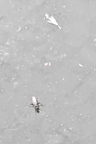 The video shows a close-up, slightly blurry view of a small insect with wings and six legs, resting on a grey, textured surface. The surface appears to be pavement or asphalt, with some small white and yellow debris scattered on it. The insect is dark-bodied with lighter, almost translucent wings. It is positioned in the lower right quadrant of the frame. The lighting suggests it is daytime, with a bright, overhead light source casting small white highlights on the surface, indicating a dry environment. The overall mood is neutral, focusing solely on the insect and its immediate surroundings. No text is visible in the media file. The location context of Charleroi, Belgium is provided but not visually discernible from the footage itself.