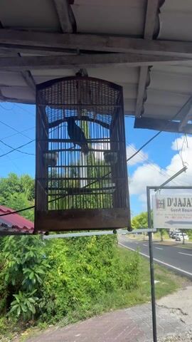The video shows a medium, brown wooden birdcage hanging under a slightly weathered wooden roof structure. Inside the cage, a dark bird is perched on a small wooden rod. There are two white containers inside the cage, presumably for food and water. Outside the cage, greenery is visible, and a road with passing cars is partially obscured by the foliage. A sign for "D'JA... Guest H" is also visible. The sky above the foliage is blue with some clouds.