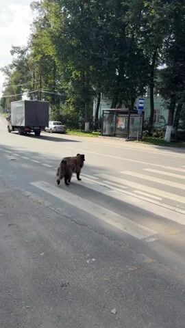 A large, shaggy brown dog crosses a pedestrian street in a sunlit urban environment. The dog walks from left to right across the frame, its shadow stretching long on the zebra crossing. In the background, a bus stop shelter with advertisements is visible, along with trees and buildings. A small, black dog stands near the side of the road in the distance, facing the brown dog. A white car and a truck are also visible on the street, suggesting moderate traffic. The overall scene depicts a normal street scene with animals present.