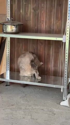 A long-haired grey cat grooms itself on a metal shelf in front of a wooden wall. The cat then jumps down from the shelf and walks towards the camera. A pot sits on the shelf above the cat.