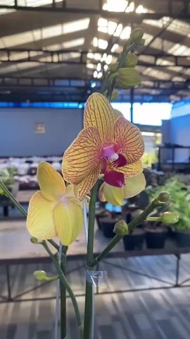 A close-up, vertical shot focuses on a blooming orchid with yellow petals and reddish-brown stripes, and a dark pink center. The orchid is attached to a clear plastic stake. The background is blurred, showing an indoor nursery or greenhouse environment. Sunlight streams through the roof structure, creating bright highlights. Other plants in pots are visible in the middle ground and background, as are the metal beams and roof panels of the structure. The video consists of very subtle, almost imperceptible camera movements, primarily slow pans and zooms, as well as slight tilts, that do not significantly alter the composition.