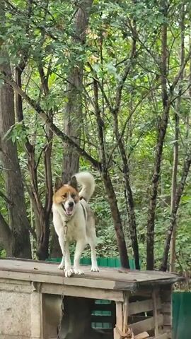 A dog is standing on a wooden structure. The dog is medium-sized with white and tan markings. The dog is wearing a collar and is attached to a chain. The dog is looking to the left of the frame and appears to be barking. The background is filled with trees and foliage. The lighting suggests it is daytime.