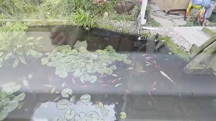 A high-angle aerial shot shows a pond filled with numerous small fish, predominantly orange and white, swimming amongst lily pads. The pond is bordered by lush green plants and decorative stones. Reflections are visible on the surface of the water, obscuring some details. The scene suggests an outdoor environment, possibly a garden or a decorative water feature.