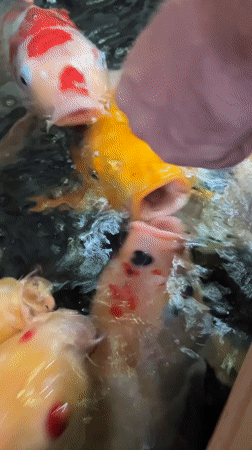 Koi fish crowding for food in a Nha Trang pond