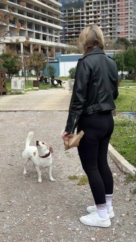 Here is a description of the video:
A young woman wearing a black leather jacket and black leggings stands in a gravelly park area with a small white and brown dog. She holds a phone in her left hand and a brown paper bag in her right. The dog is looking up at her and barking. In the background are several buildings in various stages of construction, as well as some trees and other greenery. A mountain range is also visible in the distance. The sky is overcast. The woman looks at her phone, then at the dog.