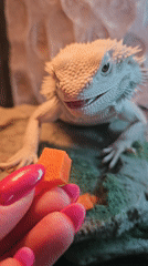 Reptile feeding and handling session documented in Moscow