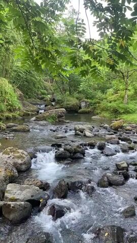 A slow-motion video shows a flowing stream in a lush green forest. The water cascades over smooth, grey rocks, creating white foam. The stream is surrounded by dense foliage, including trees with large green leaves and moss-covered boulders. The light is soft and diffused, suggesting an overcast day or a shaded area. The overall impression is one of tranquility and natural beauty. No people or animals are visible in the video.
