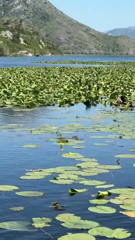 The video shows a wide expanse of water covered with lily pads, interspersed with a few yellow lily flowers. Several black birds are visible among the lily pads. In the background, a large, green mountain rises to the sky, which is a clear blue with some wispy clouds. The water is a dark blue. A small boat is visible in the distance.