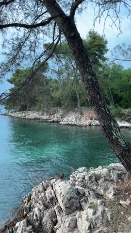 A handheld vertical video displays a serene coastal scene at dusk. In the foreground, rough, light-colored rocks form the shoreline, with a large tree branch, bare of leaves but with needles, extending from the right side of the frame to partially obscure the view. The water is a clear, vibrant turquoise near the shore, transitioning to a deeper blue further out. The water is calm, with gentle ripples visible. The middle ground shows a rocky coastline with scattered green trees and vegetation. In the background, the sky is a soft gradient of blue and pale pink, with scattered clouds indicating the fading light of sunset. The overall impression is one of tranquility and natural beauty. There are no people or visible signs of human activity other than the implied presence of the person filming.