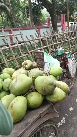 The video shows a street scene in what appears to be a tropical or subtropical environment, likely an outdoor market. In the foreground, a cart laden with green coconuts is visible. Behind the cart, a motorcycle is parked. The scene is bordered by a bamboo fence. Further down the street, several people are present. One man, wearing a white tank top and a lungi, is interacting with the cart or nearby items. Other individuals are seen walking or standing. A colorful umbrella, likely part of a stall, is visible, casting a shadow. Various fruits, including pineapples, are displayed on a cart under the umbrella. The overall impression is a bustling roadside market with vendors and customers. The environment appears to be daytime, with natural lighting.