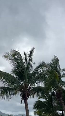 A plane flies through a cloudy sky, visible above the fronds of a palm tree. Below the palm tree, several sailboats are docked in a harbor, with buildings visible on the shore in the distance. The weather appears overcast.