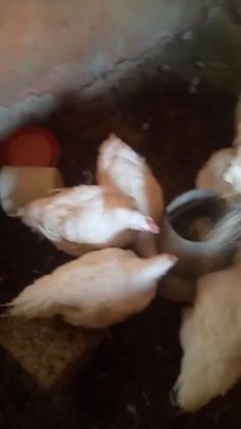 The video shows several chickens being fed from a central feeder. The chickens are mostly white with some light brown markings. They are clustered around a grey metal feeder that has a wide, shallow bowl. A person's hand enters the frame holding a light-colored bag. They pour a stream of what appears to be chicken feed into the feeder. The chickens peck at the feed as it is being poured. The background consists of a dirt floor and a rough wall with cracks. There is also a red dish visible next to the feeder.