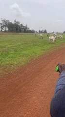Rural Nigeria scenes: cattle grazing, young man in Lakers jersey