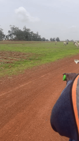 Rural Nigeria scenes: cattle grazing, young man in Lakers jersey
