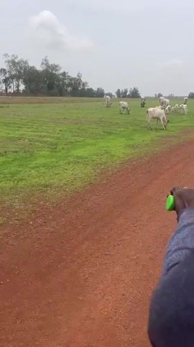 Rural Nigeria scenes: cattle grazing, young man in Lakers jersey