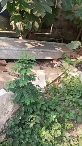 The video begins with a close-up of lush green foliage and broken debris, possibly bricks and a piece of what looks like corrugated plastic or metal. As the camera pans, it reveals a wall, possibly blue or dark, and more plants, including what appears to be a fern. The scene then shifts to a wider view of an outdoor area with a dirt path and numerous plants, some appearing to be cassava plants with their characteristic branching stalks and large leaves. The environment looks somewhat overgrown and unkempt, with a mix of natural vegetation and what might be discarded materials. The lighting suggests it is daytime, possibly with sunlight filtering through the leaves. No people or animals are visible. The video is very short, with the camera movement being the primary action.