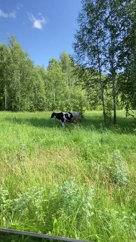 The video opens with a shot of a black and white cow grazing in a lush green field under a bright blue sky. Tall green trees surround the field. The camera then pans to the interior of a car, showing the driver's seat and the dashboard. The driver is visible from the back. A person in the passenger seat holds up a green phone, appearing to take a photo or video of the outside scenery. The interior of the car is somewhat cluttered, with various items visible on the dashboard and seats. The overall impression is of a scenic drive through the countryside.