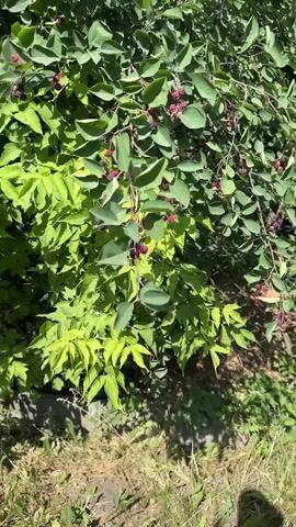 This close-up video captures a hand reaching into a bush laden with dark purple berries. The hand, with its visible veins and grey long-sleeved shirt, gently plucks a cluster of berries. The berries appear ripe, some with a reddish hue indicating they are still developing. The bush is dense with vibrant green leaves, suggesting a sunny day and likely a warm season, possibly summer. The background reveals more foliage and a hint of dry grass and possibly a stone or path on the ground, suggesting an outdoor setting. The overall mood is one of peaceful foraging or harvesting. The video is short, focusing on the tactile interaction with nature and the beauty of the ripe fruit. There is no visible text in the media.