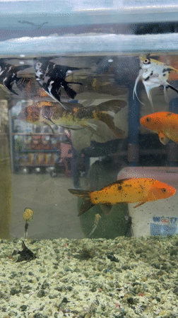 Evening shopping mall visit documented in Ciudad Guayana, Venezuela