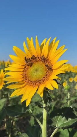 A close-up shot focuses on a large, vibrant sunflower with its bright yellow petals unfurled. Several bees are actively visiting the sunflower, crawling on its center and gathering pollen. The sunflower is in the foreground, with its thick green stem and leaves visible. In the background, a vast field of sunflowers stretches towards the horizon, creating a sea of yellow under a clear, bright blue sky. The sun is high, suggesting it is daytime. The scene evokes a sense of warmth and natural beauty, characteristic of a summer day in a sunflower field. The location is identified as Valensole, France, a region known for its stunning lavender and sunflower fields. There is no visible text in the media.