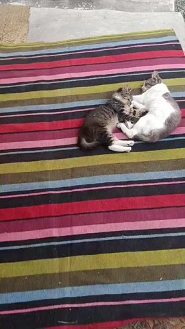 Two cats are lying on a striped rug. One cat is brown and gray tabby, and the other is white and gray. They are curled up together, with the tabby cat's head resting on the white and gray cat's chest. The cats appear to be sleeping or resting. The rug is multicolored with horizontal stripes of red, pink, yellow, green, blue, and black. The background is out of focus, but appears to be an outdoor setting with a concrete surface and some foliage.