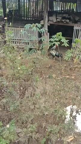 The video shows a chicken coop with a rooster walking around. The coop appears to be made of wood and has a tin roof. There are several plants growing around the coop, and the ground is covered in dirt and leaves. The video is shot in a handheld style, and the lighting is natural.