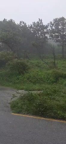 The video shows a roadside scene on a wet, overcast day. The asphalt road has a yellow line along the edge. Beyond the road, lush green vegetation covers a sloping area. Trees are visible in the background, shrouded in mist. The wind is blowing strongly, causing the trees to sway. The video gives the impression of a remote, possibly mountainous area during inclement weather.