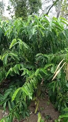 The video shows a lush coffee plant with green leaves and unripe berries. The plant is dense and healthy, with leaves that have a slightly wavy texture. The coffee berries are small and green, indicating they are still developing. In the background, there are other trees and foliage. The setting appears to be an outdoor coffee plantation.