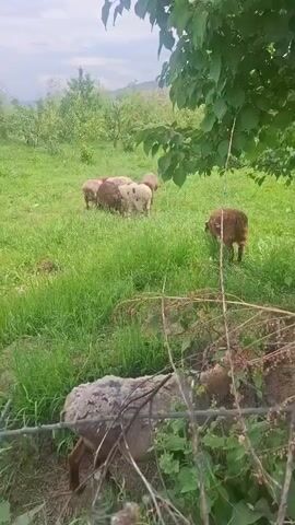 A group of sheep graze in a grassy field, with trees and hills in the background. In the foreground, a sheep lies on the ground, partially obscured by branches and a wire fence.