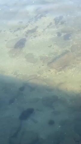 The video shows a shallow body of water with a rocky, sandy bottom. Sunlight filters through the water, illuminating small schools of tiny fish swimming in unison. Rocks of various sizes and dark patches, possibly seaweed or debris, are scattered across the seabed. The water is clear enough to see the bottom features distinctly. The overall impression is one of a calm, natural aquatic environment.