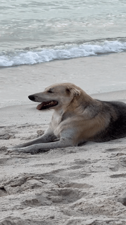 Quiet Ko Samui beach morning with a dog, koi pond nearby