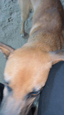 Dog interaction documented in Ciudad Guayana, Venezuela