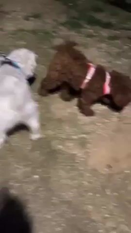 The video shows three dogs interacting on a surface that appears to be a mix of dirt and concrete, potentially a park or outdoor area at night. The first dog is small, white, and wearing a blue harness. The second dog is brown with curly fur and is wearing a pink harness. A third dog, which is black and brown, briefly appears. The dogs are sniffing the ground and moving around each other. A person is speaking.